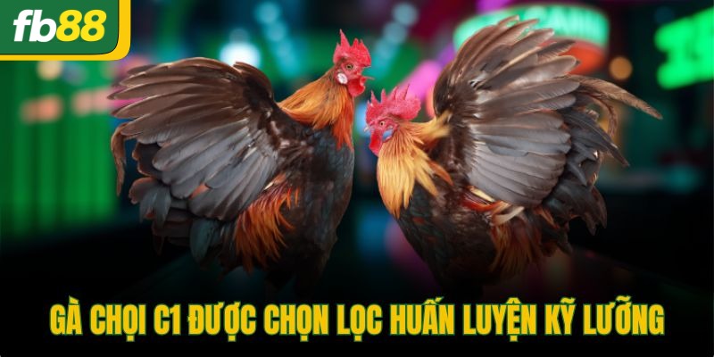 Gà chọi C1 được chọn lọc huấn luyện kỹ lưỡng
