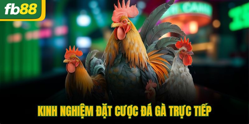 Kinh nghiệm đặt cược đá gà trực tiếp