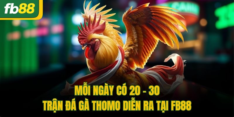 Mỗi ngày có 20 - 30 trận đá gà Thomo diễn ra tại FB88