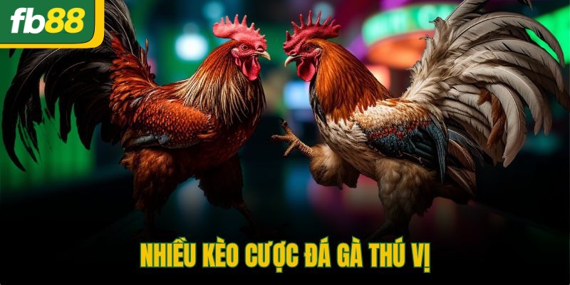 Nhiều kèo cược đá gà thú vị