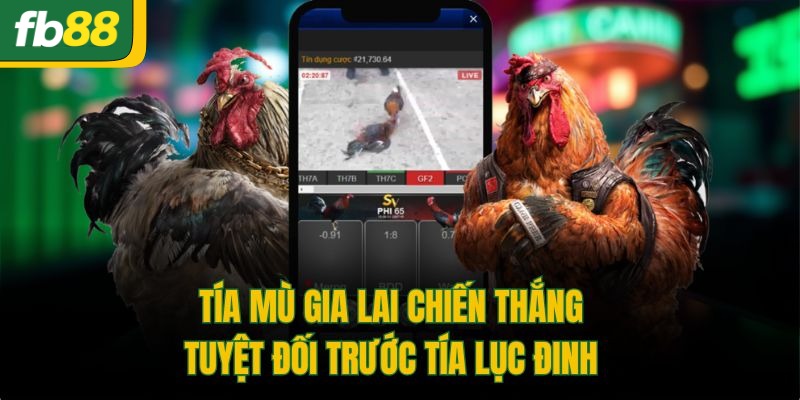 Tía mù Gia Lai chiến thắng tuyệt đối trước tía Lục Đinh